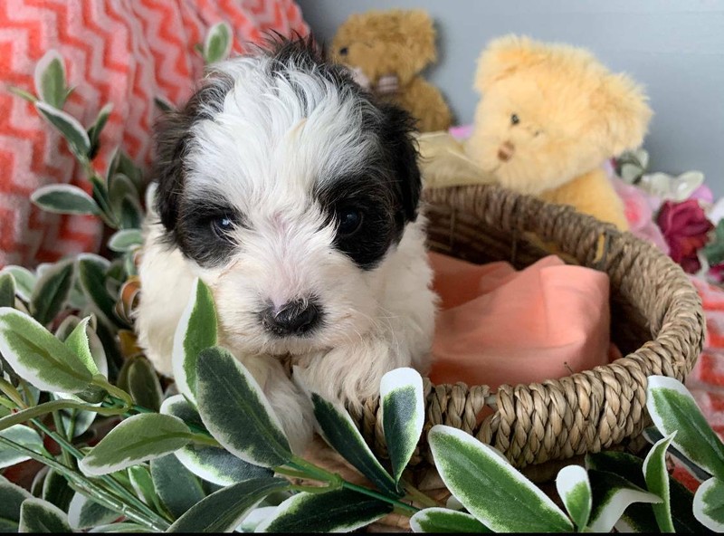 moodle puppies for sale gumtree